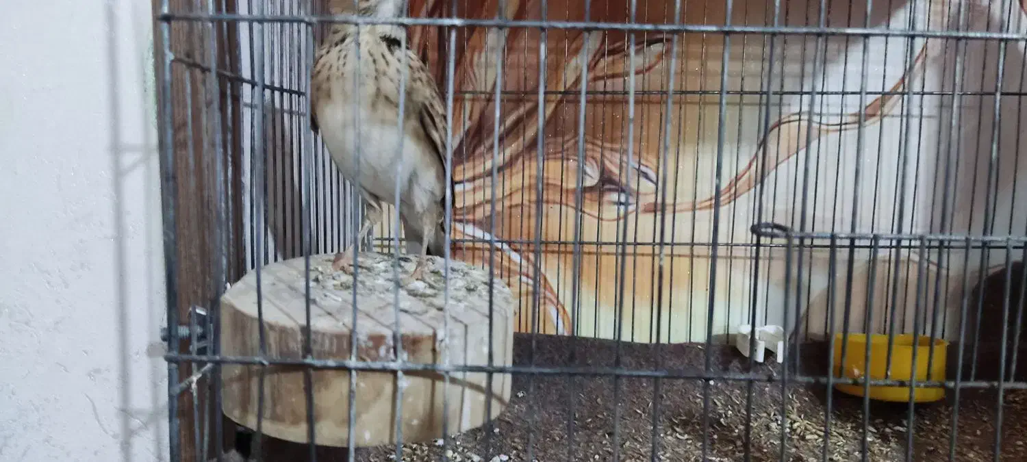 سهره خاکی|پرنده|محمدیه-قزوین, |دیوار