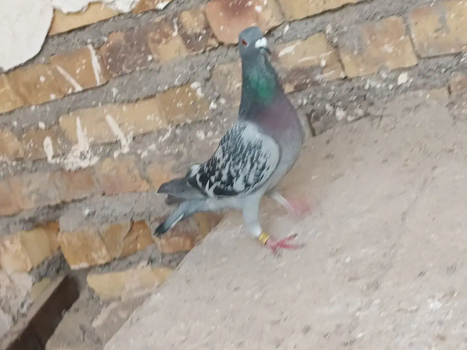 کبوتر کفتر|پرنده|تایباد, |دیوار