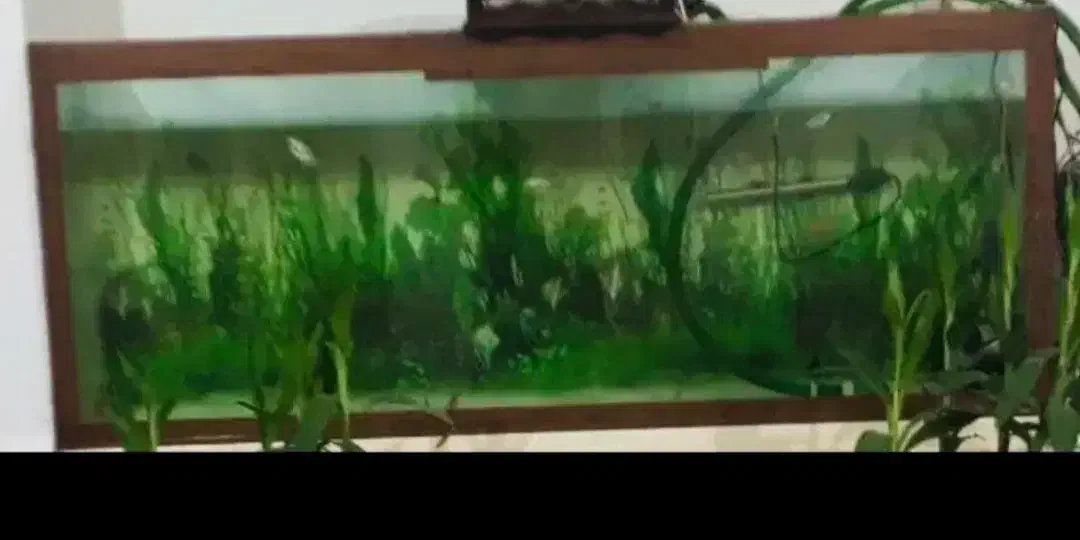 اکواریوم بزرگ .ب همراه  پمپ هوا ومقداری صخره|ماهی|زابل, |دیوار