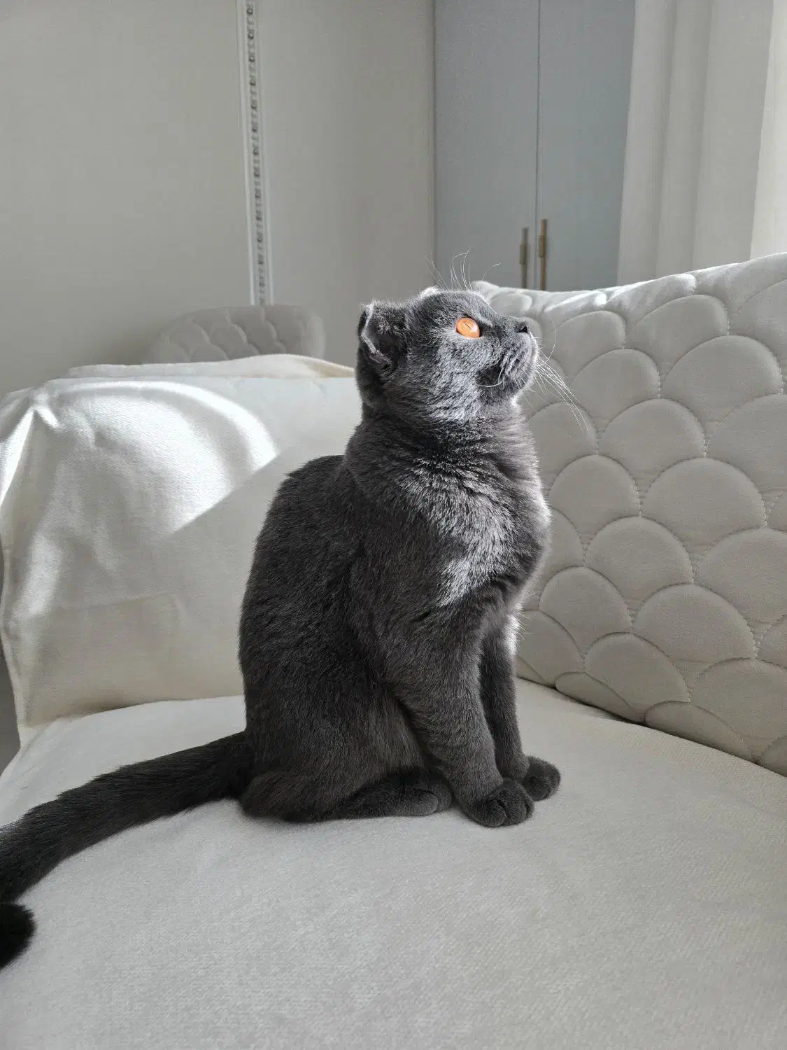 گربه نر اسکاتیش فولد|گربه|تبریز, |دیوار