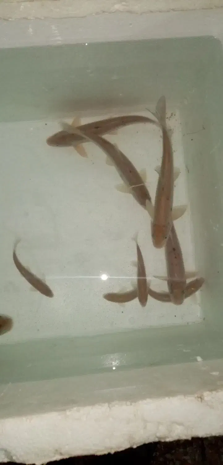 ماهی زنده قنات|ماهی|کرمان, |دیوار