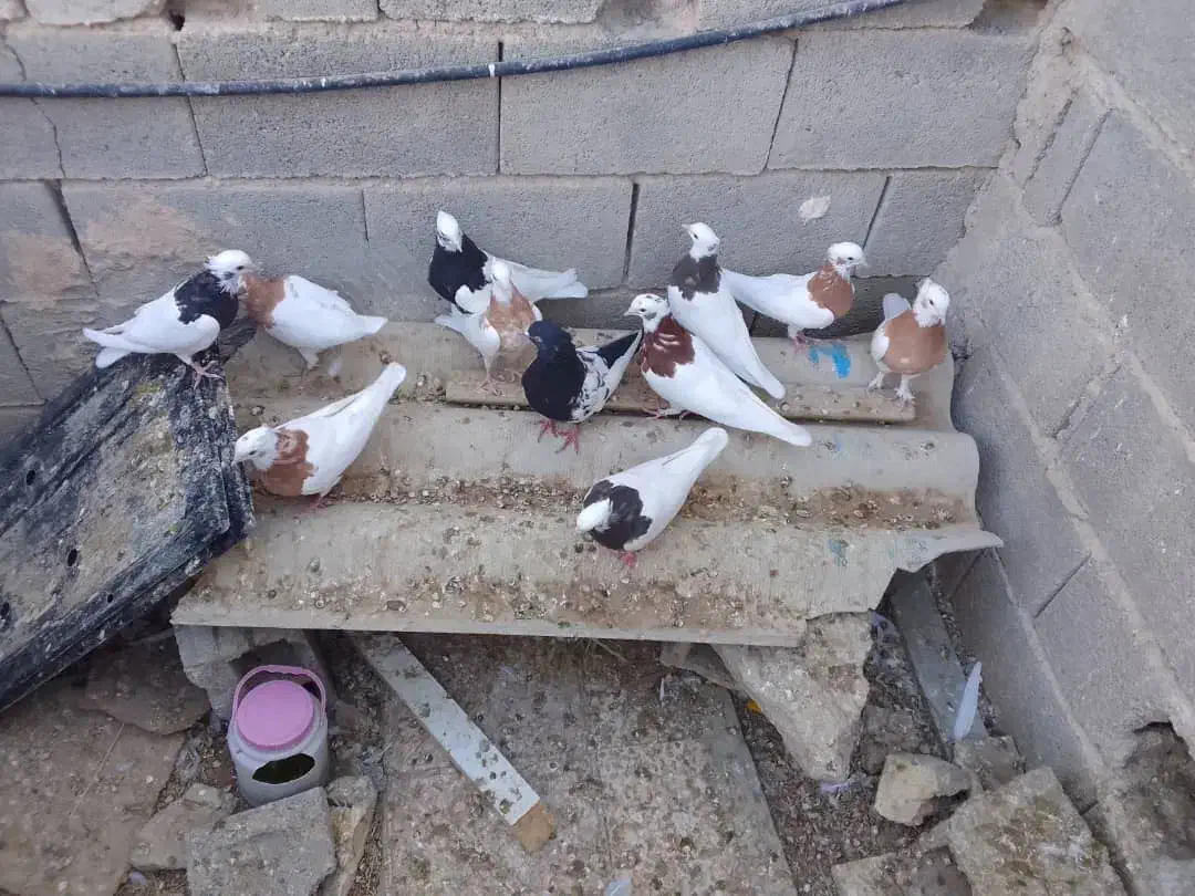 12عدد کبوتر رنگی|پرنده|جهرم, |دیوار