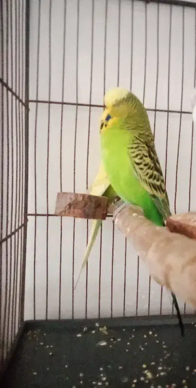 مرغ عشق اینگلیسی|پرنده|هشتگرد, شهرک وحدت|دیوار