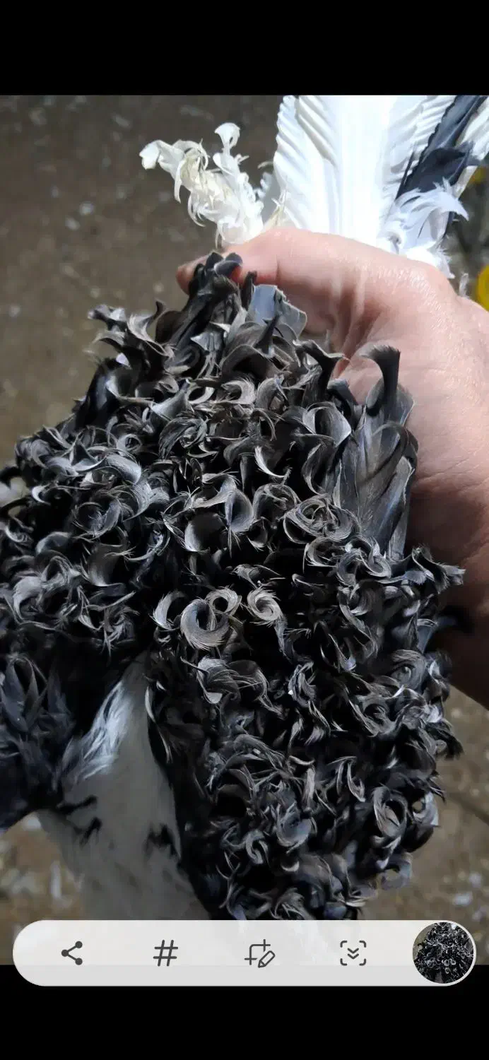 جکسون|پرنده|اصفهان, پل شریعتی|دیوار