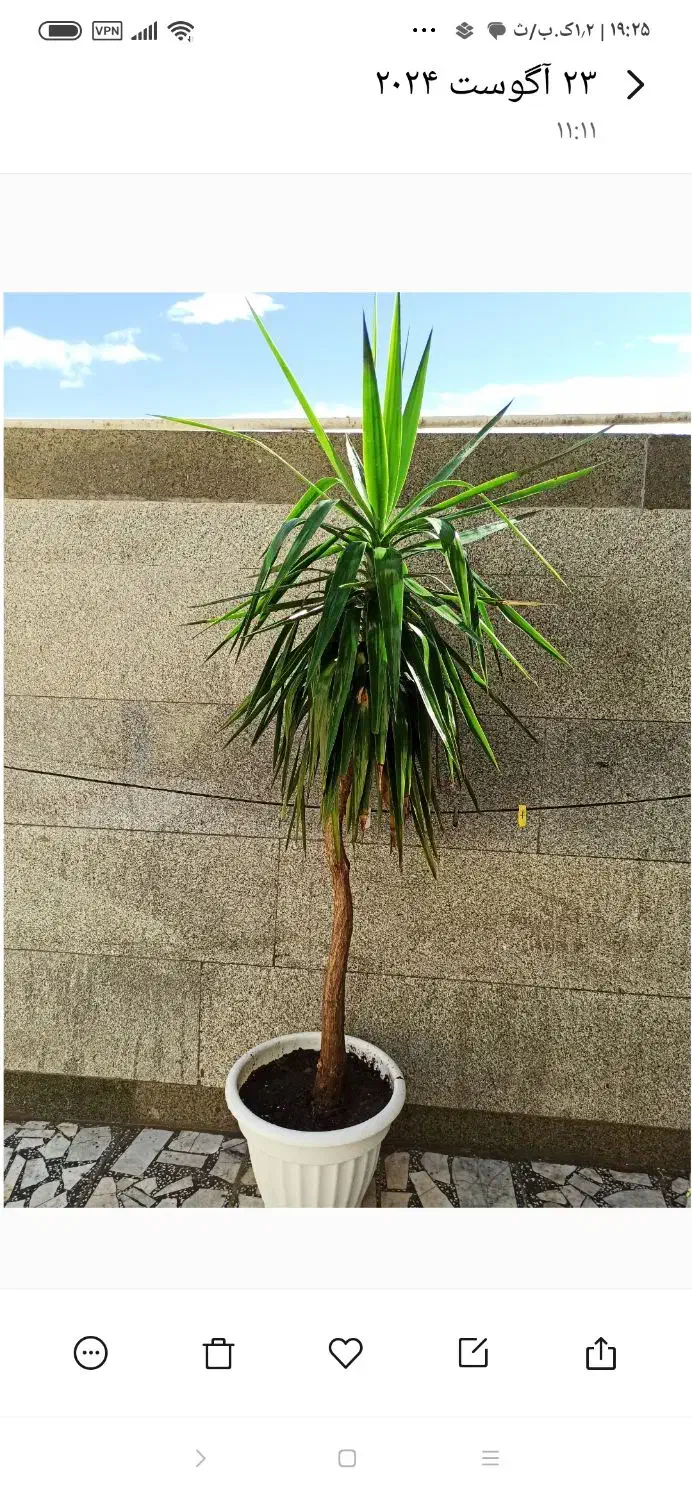 یوکا،تنه درختی|گل و گیاه طبیعی|دهدشت, |دیوار