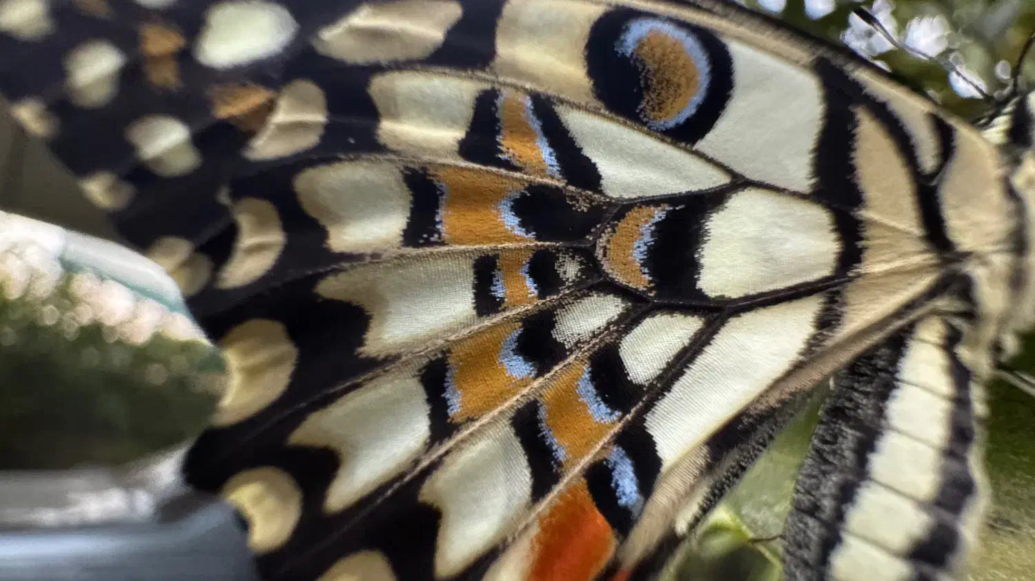 ایفون ۱۵ پرو نچرال za 256|موبایل|مهر, |دیوار