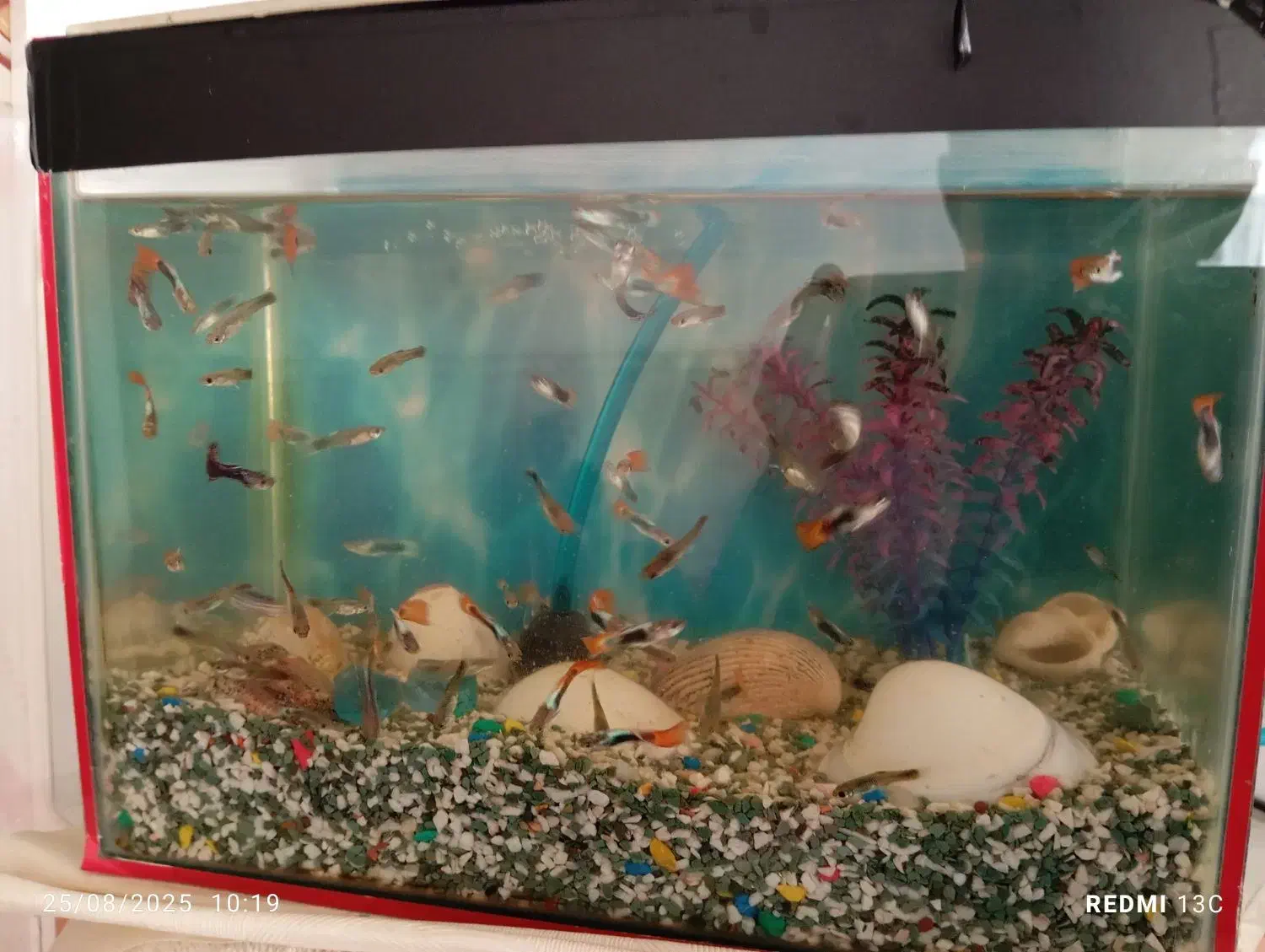 آکواریوم|ماهی|کرمانشاه, |دیوار