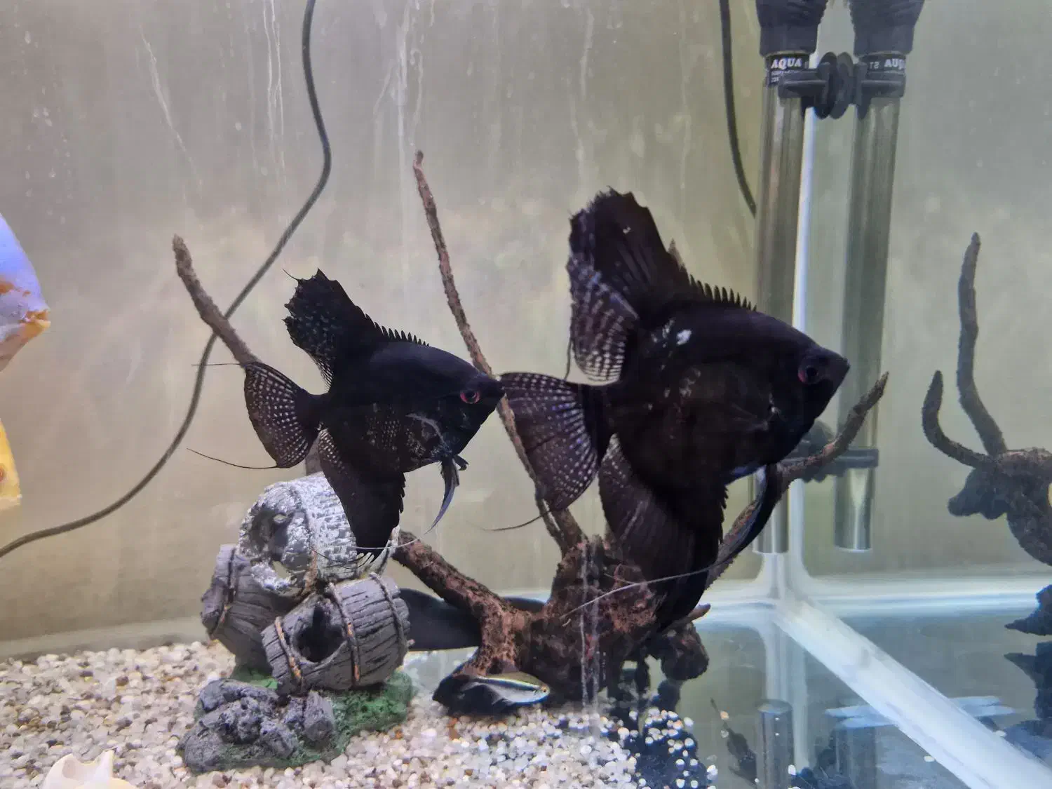 ۱جفت ماهی آجیل مشکی درشت،جفتی ۱۲۰تومن|ماهی|زنجان, |دیوار