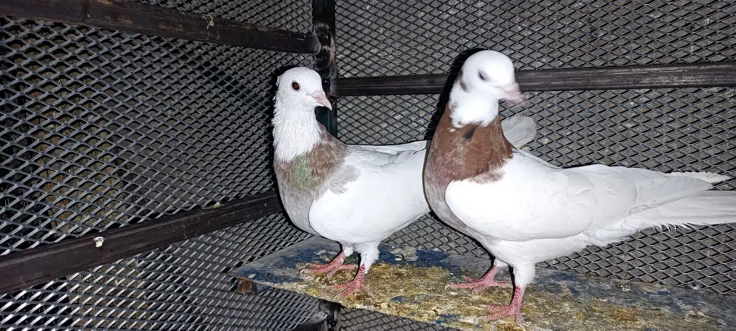 کبوتر رنگی|پرنده|خفر, |دیوار