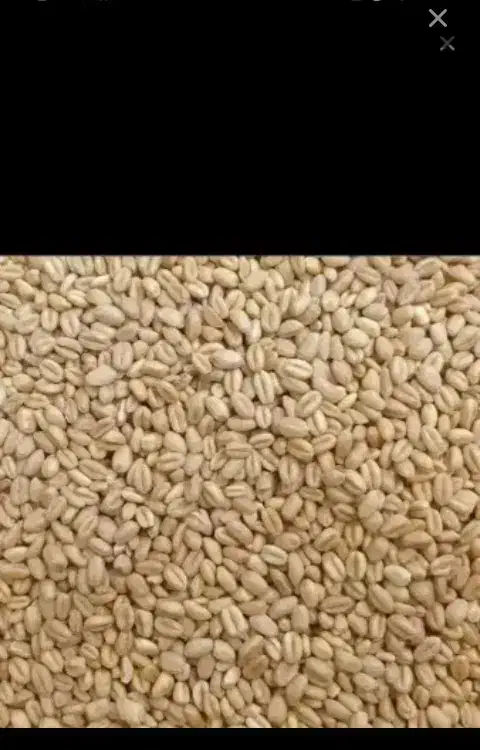 گندم|عمدهفروشی|چناران, |دیوار