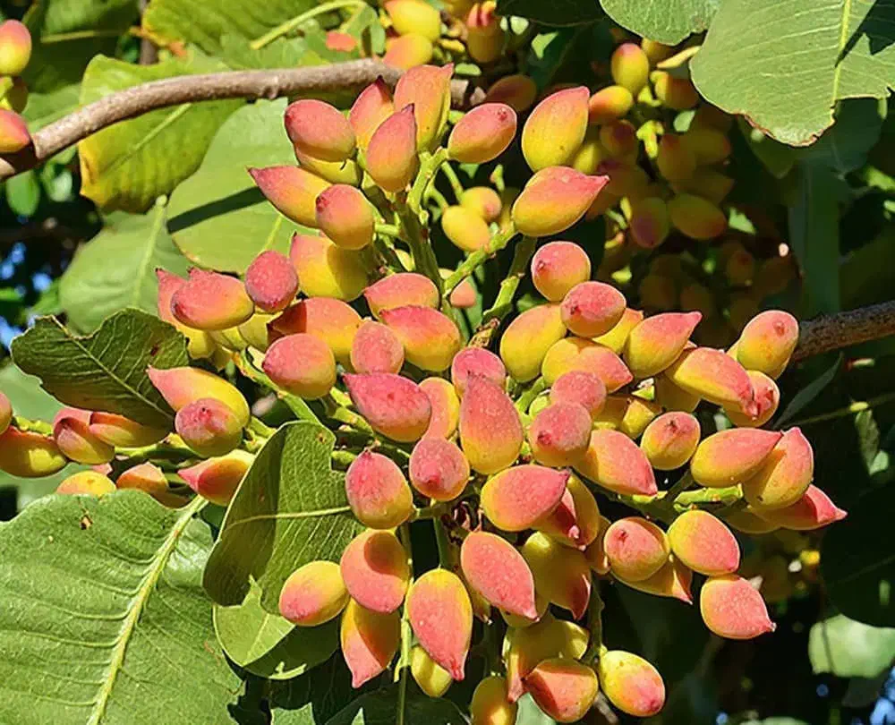 نهالــهای پایــه کوتاه و پایــه بلند|خدمات باغبانی و درختکاری|ملایر, |دیوار