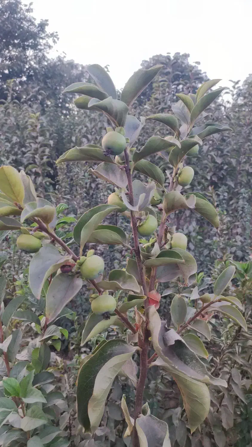 نهال دو ساله خرمالو|خدمات باغبانی و درختکاری|چهارباغ, |دیوار