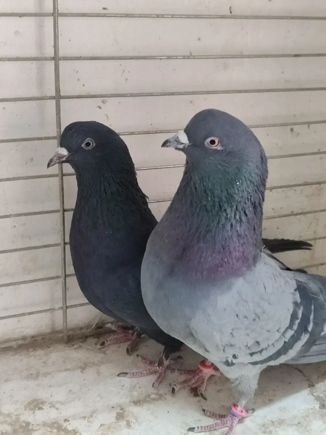 ۷جفت کفتر بی نظیر همچی تموم|پرنده|سیرجان, |دیوار