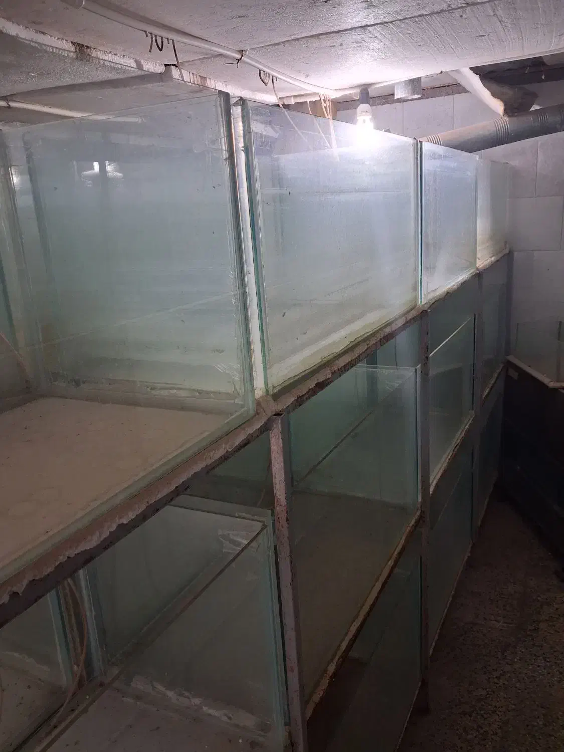 ۴۵ عدد اکواریوم پرورش ماهی زینتی|ماهی|ساوه, |دیوار