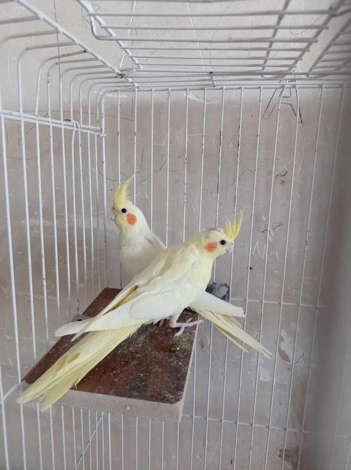 جفت عروس هلندی لوتینو رام معاوضه با قناری گیرینچیک|پرنده|خمینیشهر, |دیوار