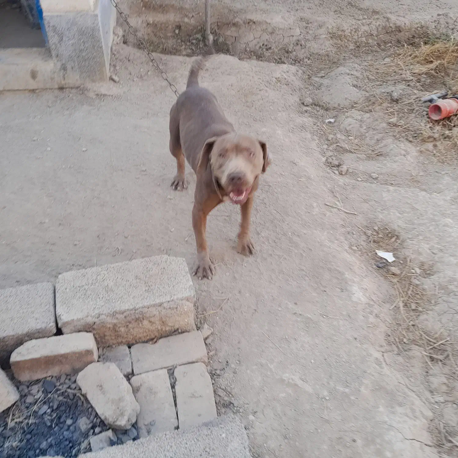 سگ ماده پیتبول|سگ|کرج, ساسانی (قلمستان)|دیوار