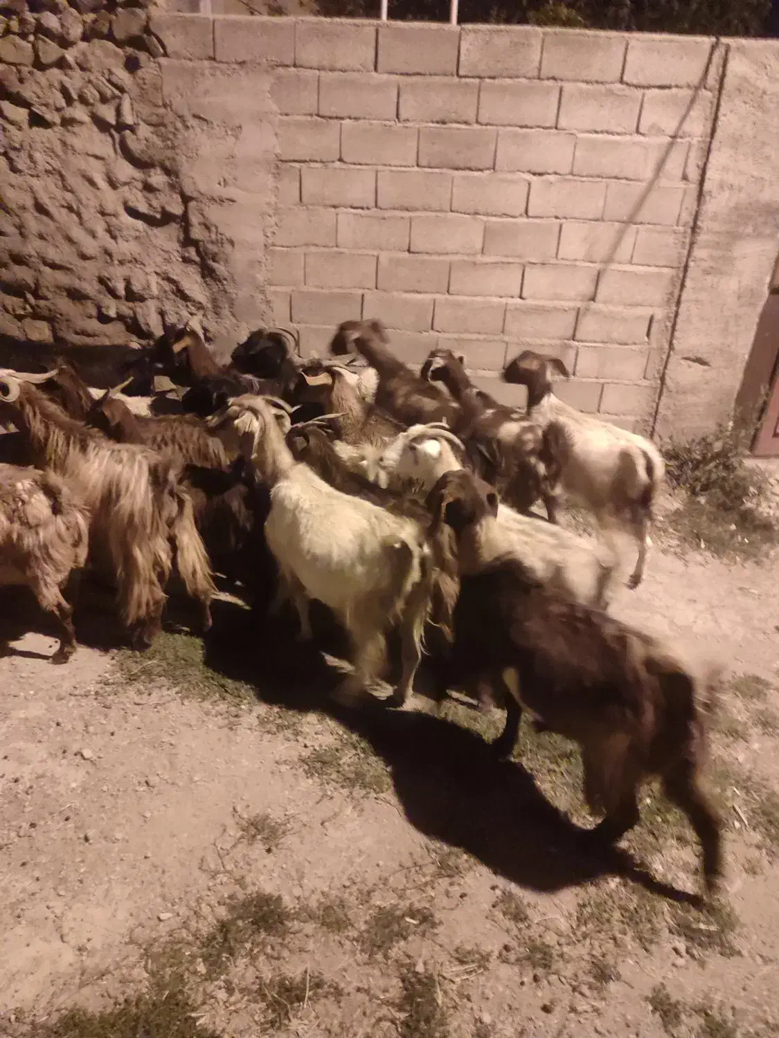 بز آبستن|حیوانات مزرعه|هریس, |دیوار