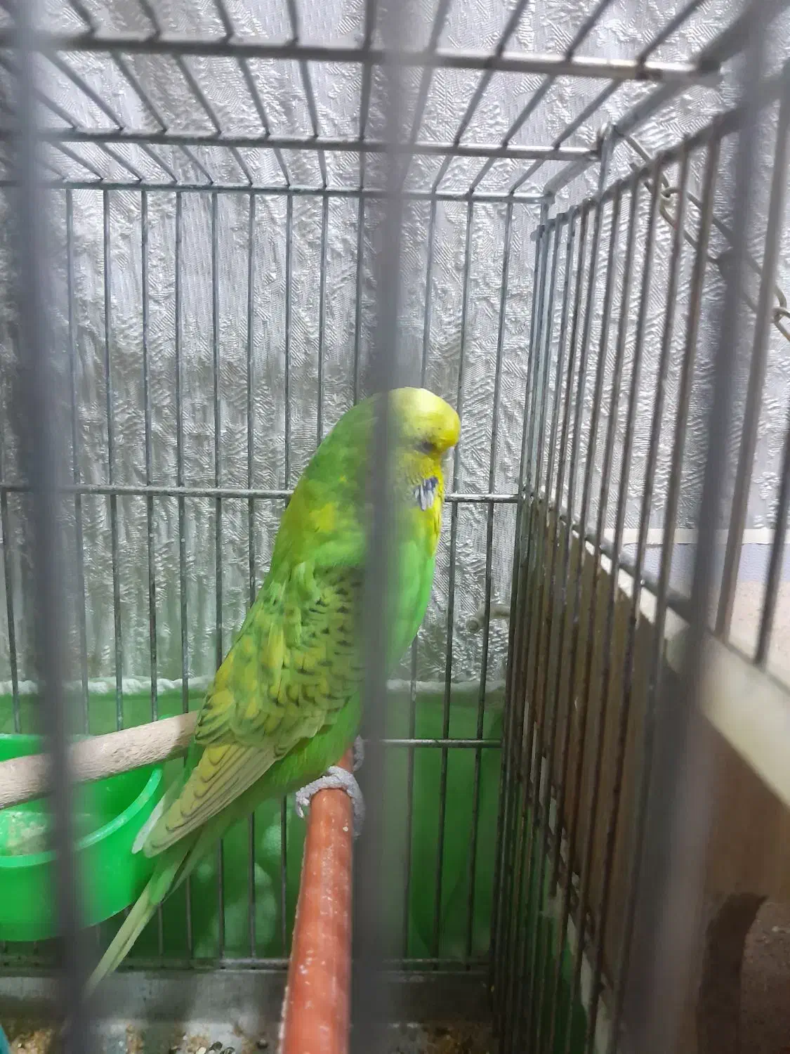 مرغ عشق نر و ماده|پرنده|لنجان, |دیوار