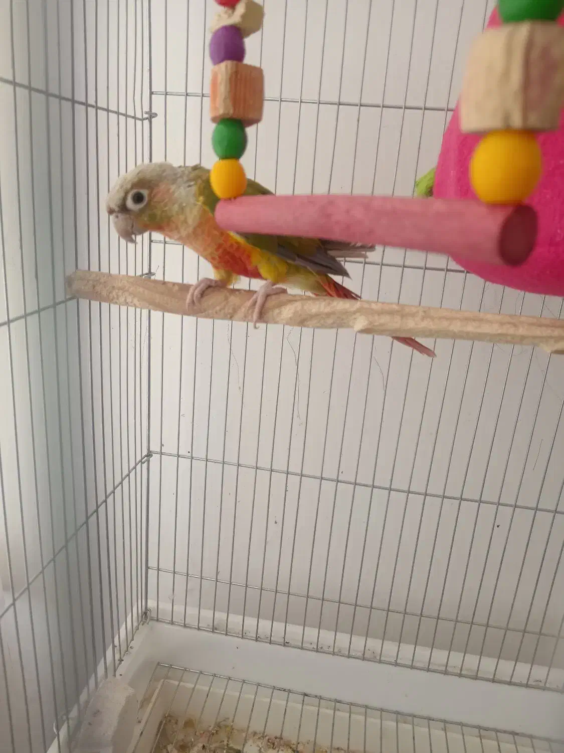 گرینچیک آناناسی|پرنده|فردوس (خراسان), |دیوار