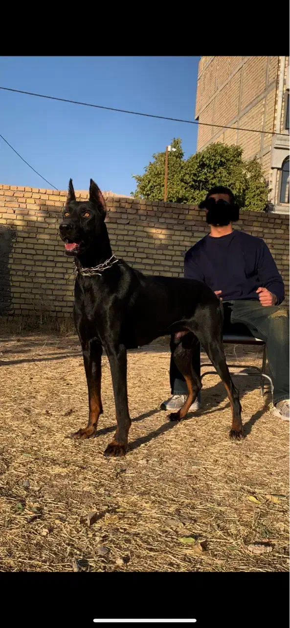 دوبرمن|سگ|تهران, آبشار|دیوار