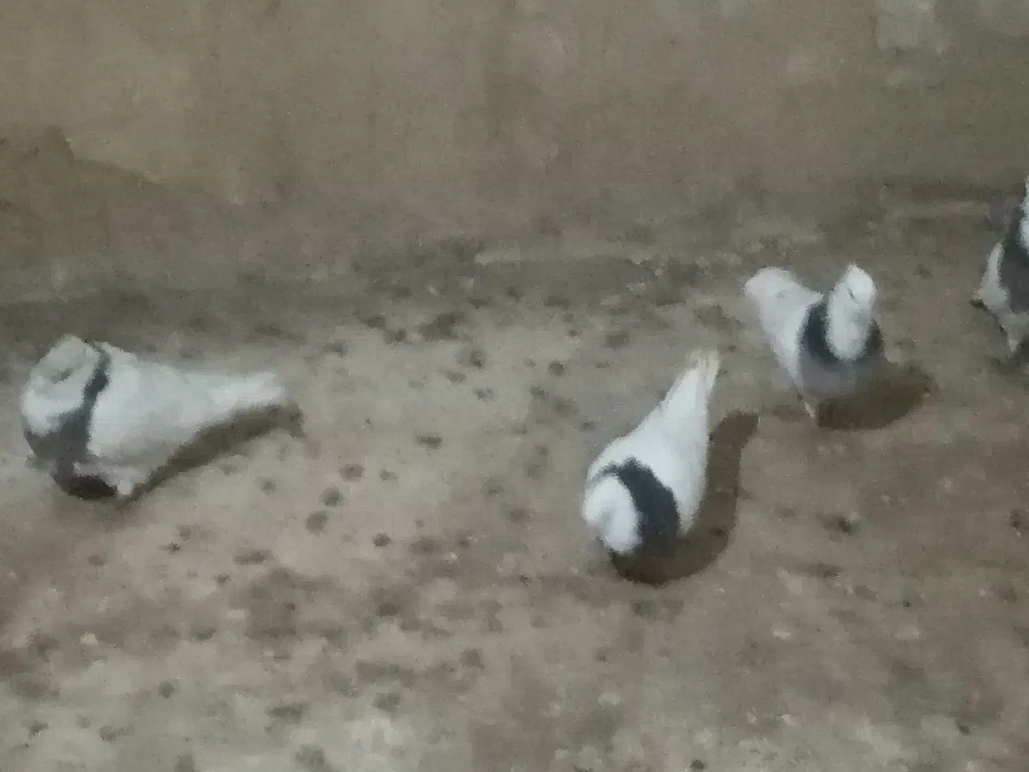 طوقی|پرنده|ایواوغلی, |دیوار