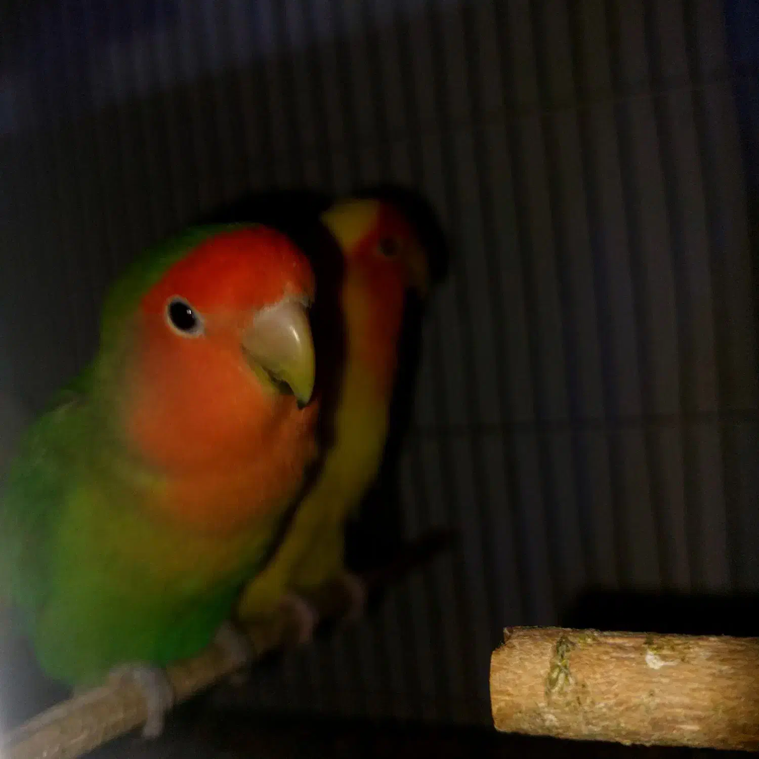 معاوضه سر به سر|پرنده|جیرفت, |دیوار