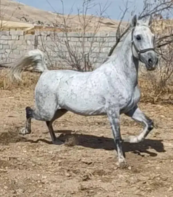 مادیان|اسب و تجهیزات اسب‌سواری|تهران, بازار|دیوار