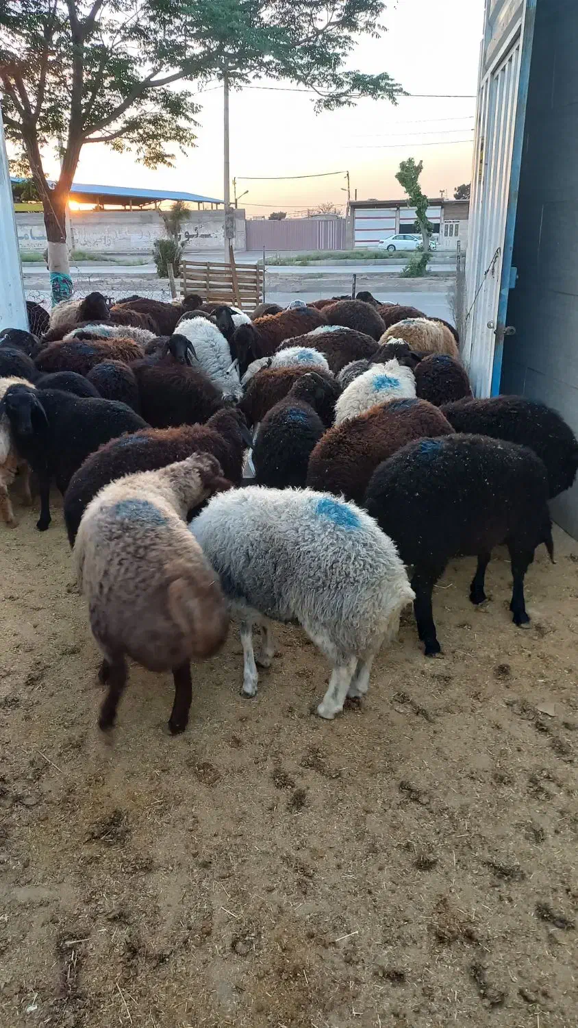 گوسفندزنده همراه باقصاب|حیوانات مزرعه|پاکدشت, پاکدشت (مامازند)|دیوار