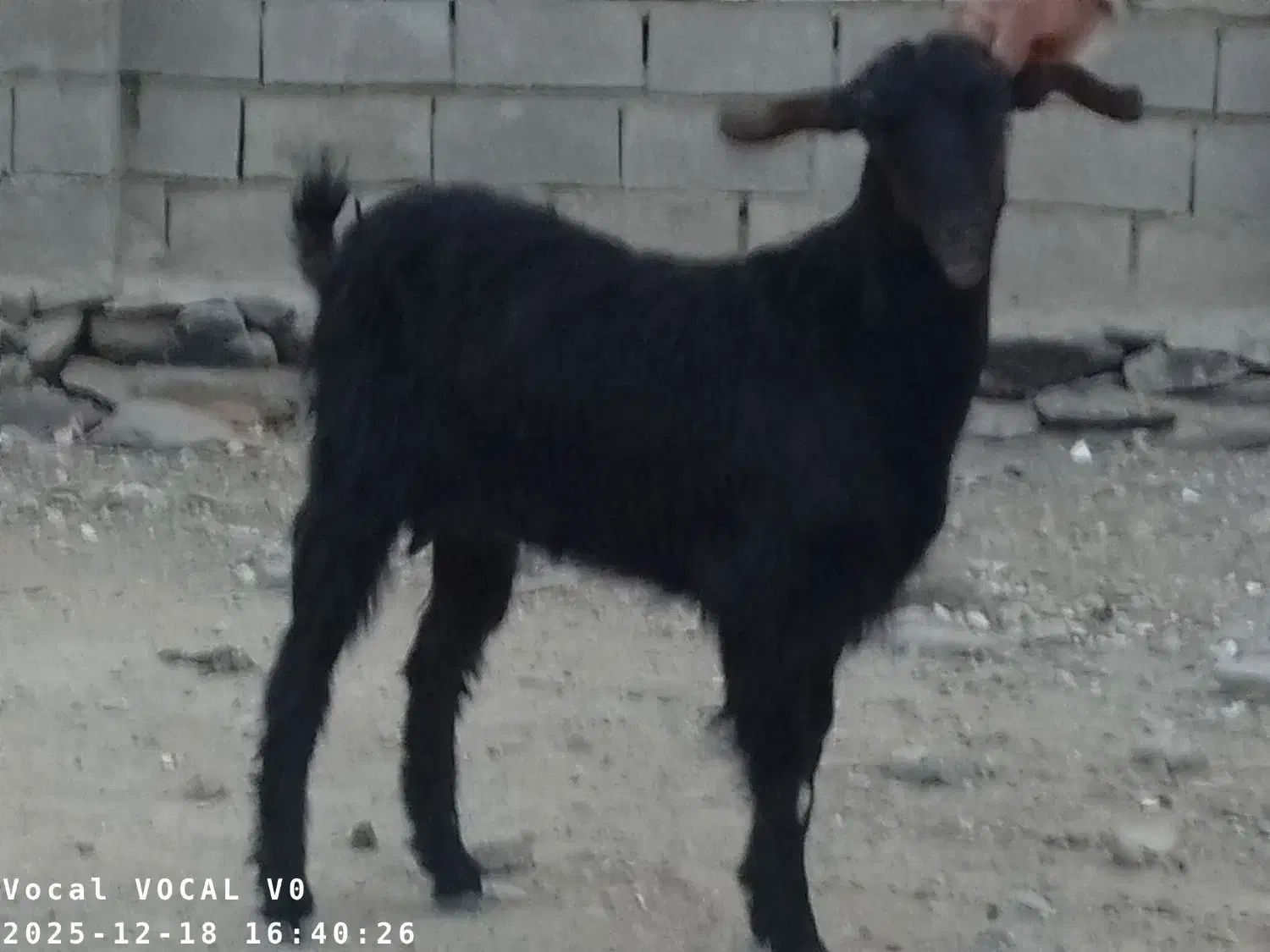 گوسفند فروشی|حیوانات مزرعه|سراوان, |دیوار