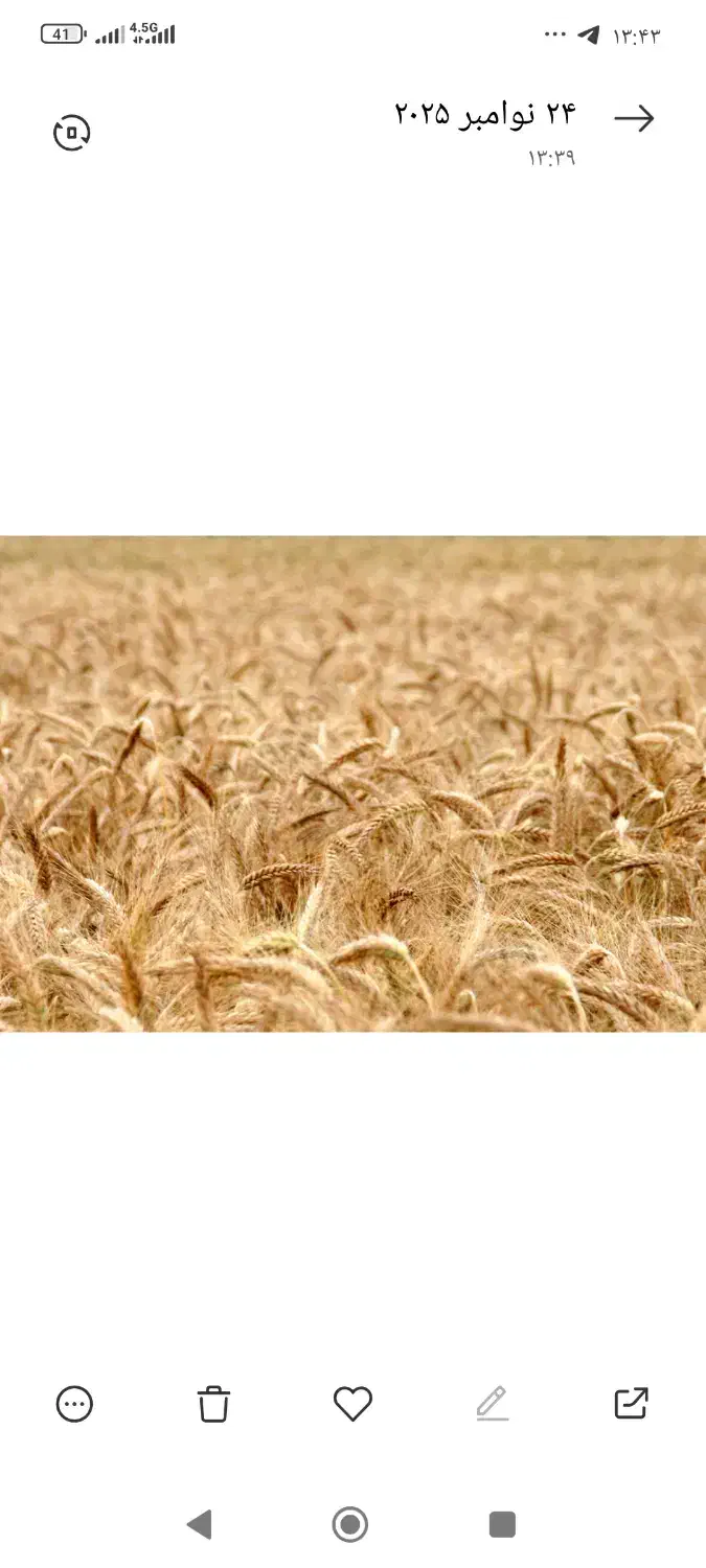 گندم دیم نو|خوردنی و آشامیدنی|ساروق, |دیوار