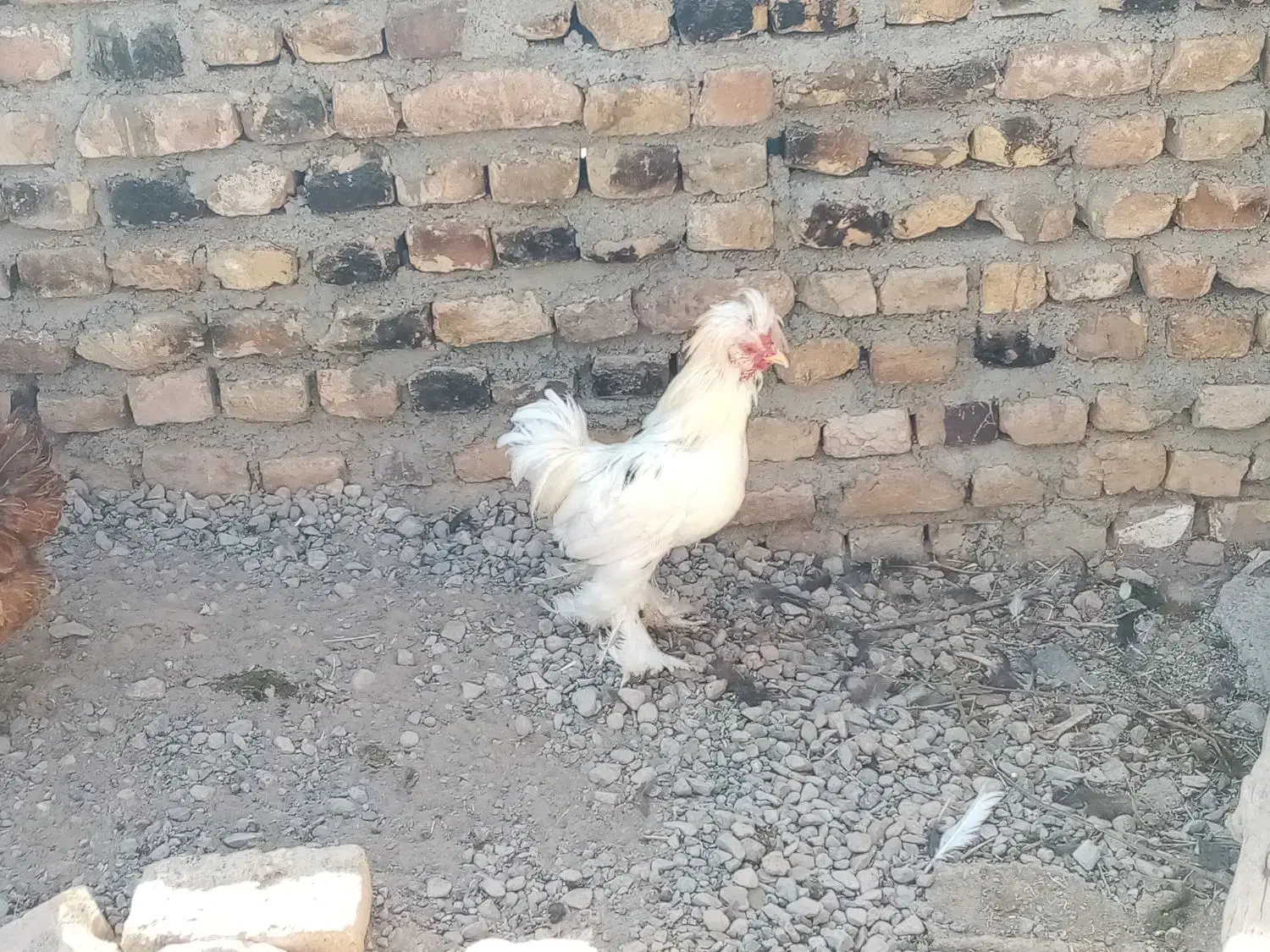 خروس لهستانی|حیوانات مزرعه|زاوه, |دیوار