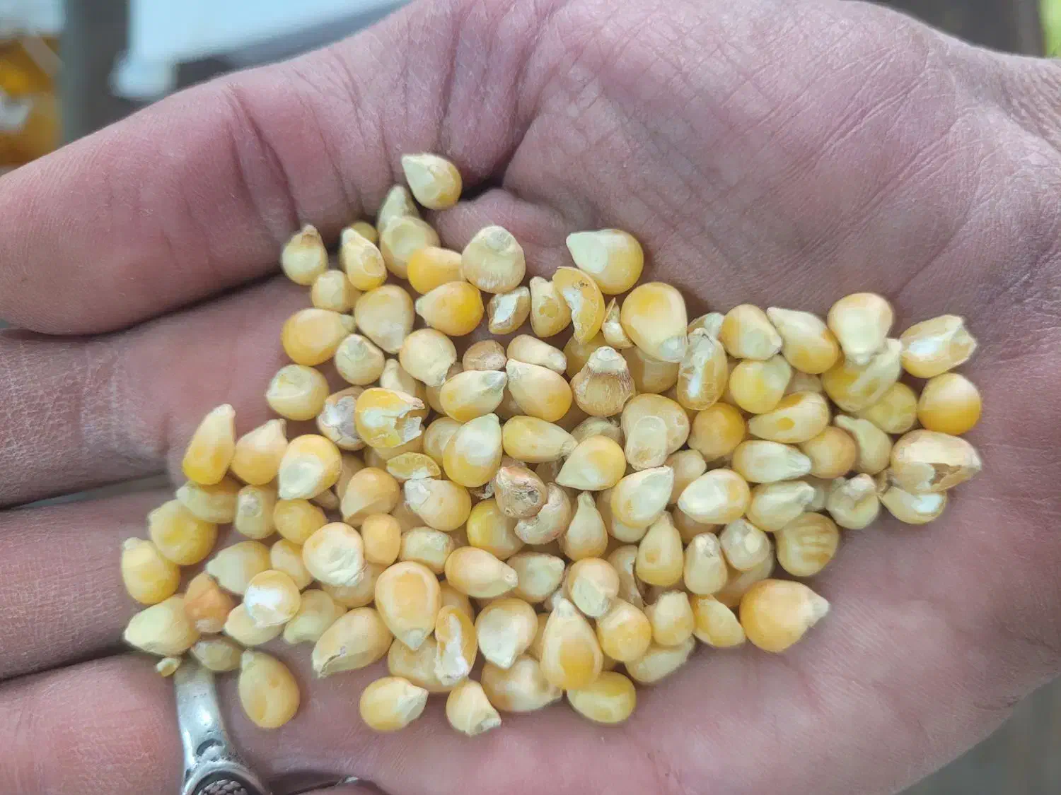 خوراک پرندگان به صورت عمده|لوازم جانبی حیوانات|اصفهان, قهجاورستان|دیوار