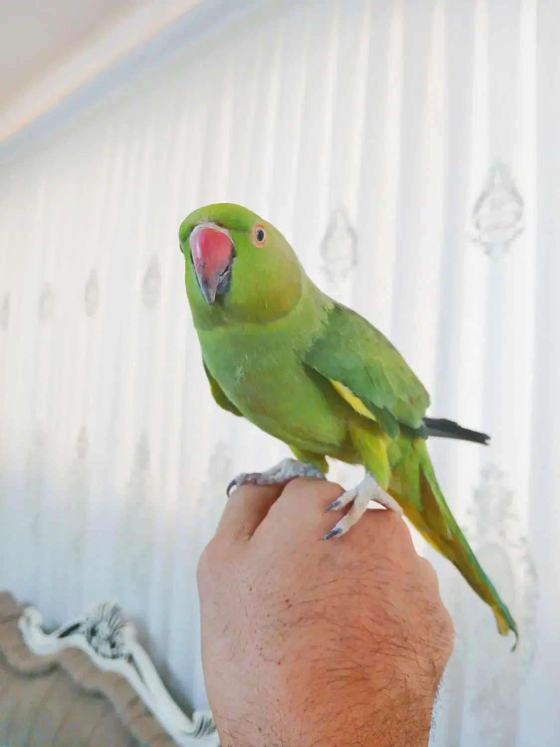 طوطی ملنگو ماده|پرنده|تربت‌حیدریه, اندیشه|دیوار