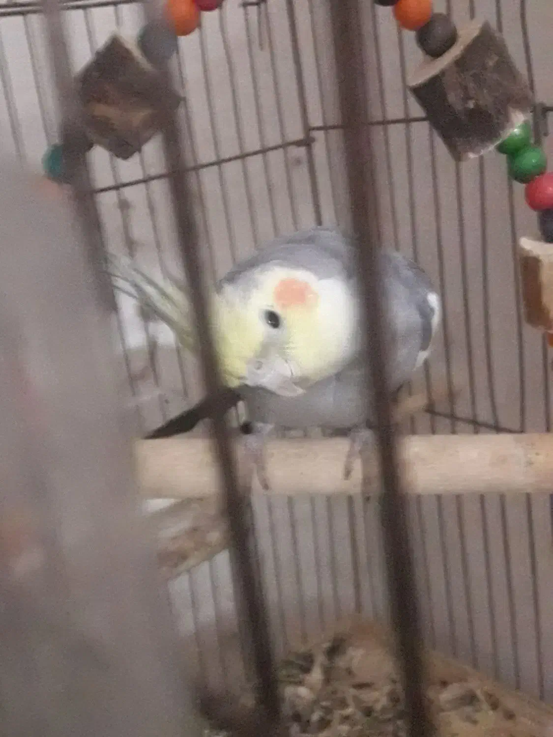 عروس هلندی نر مست آماده جفت گیری|پرنده|دوگنبدان, |دیوار