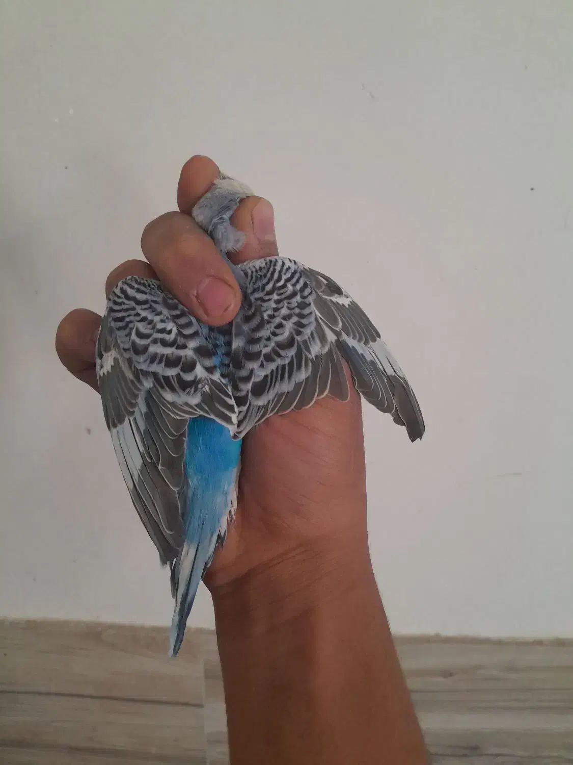 مرغ عشق|پرنده|سیرجان, |دیوار