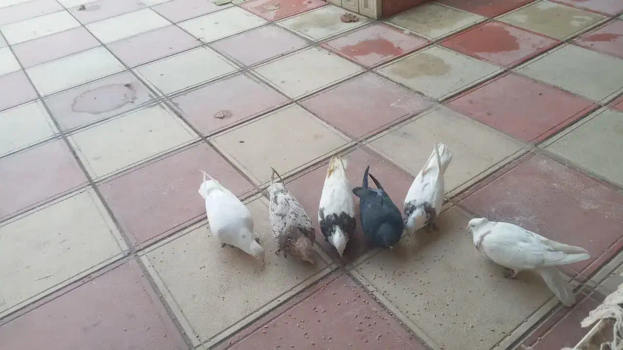 کبوتر|پرنده|قروه, |دیوار