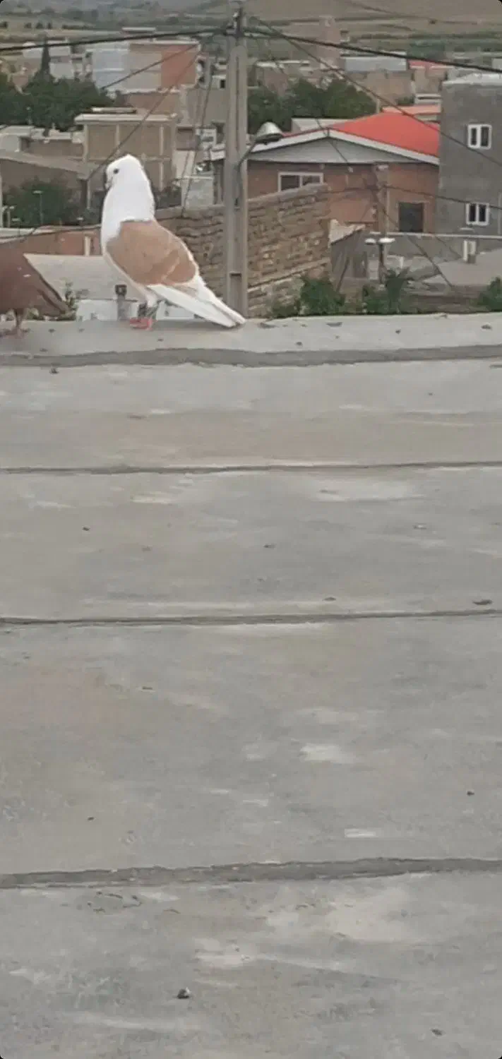 دوبال زرد سوسکی بزک دوعدد کربلایی سرخ خون سینه|پرنده|گالیکش, |دیوار