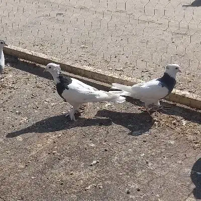 کفتر سینه ای خوش رنگ و طوقی و دم گیر ۱۵۰۰۰۰|پرنده|خمینی‌شهر, |دیوار