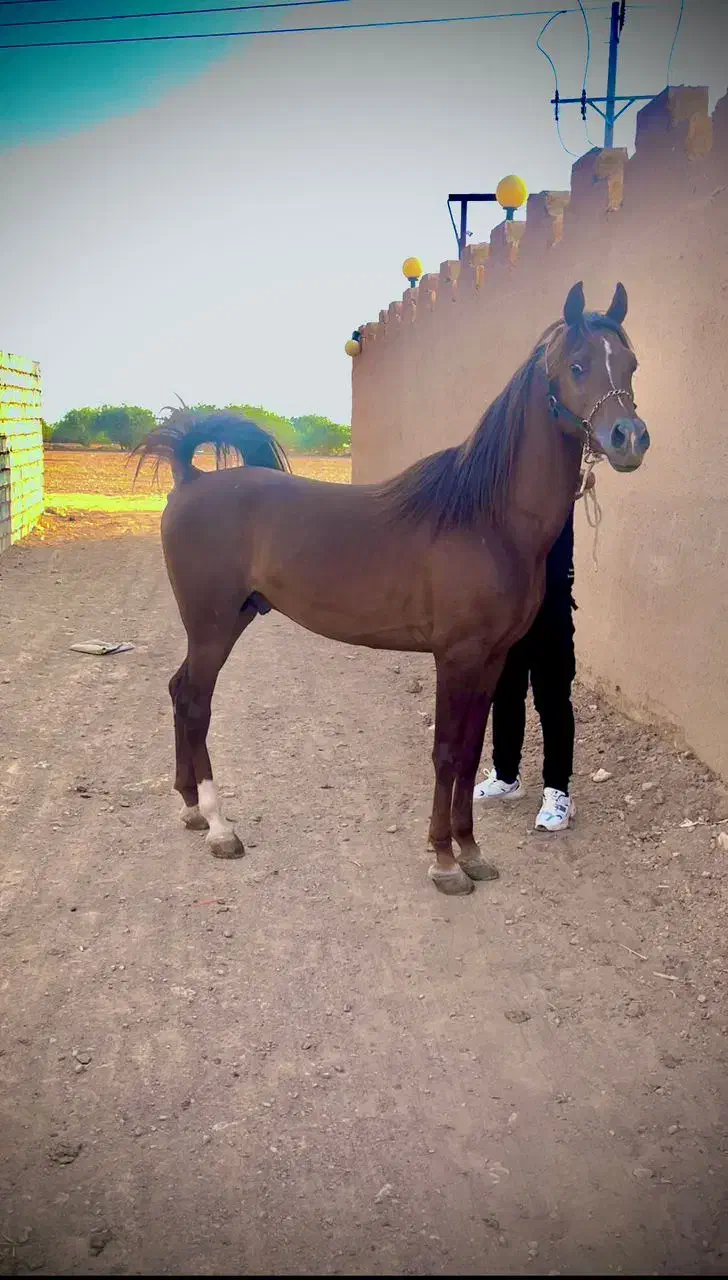 اسب نر|اسب و تجهیزات اسبسواری|اصفهان, دستگرده|دیوار