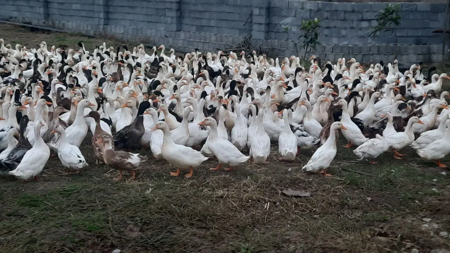 اردک تعداد بالا فروشی|حیوانات مزرعه|تولم شهر, |دیوار