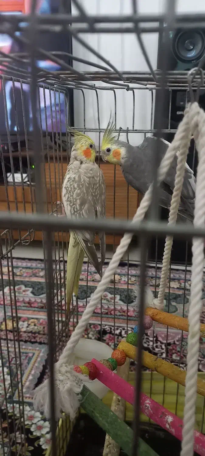 یک جفت عروس هلندی|پرنده|قدس, شهرقدس|دیوار