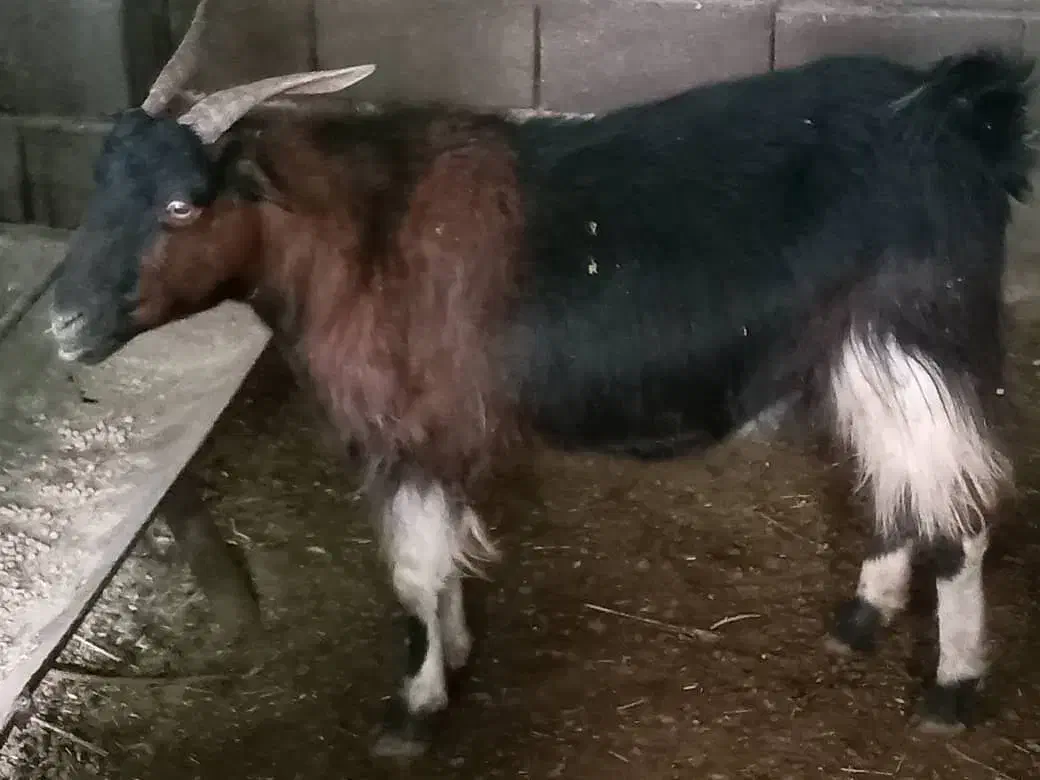 گوسفند|حیوانات مزرعه|ارسنجان, |دیوار