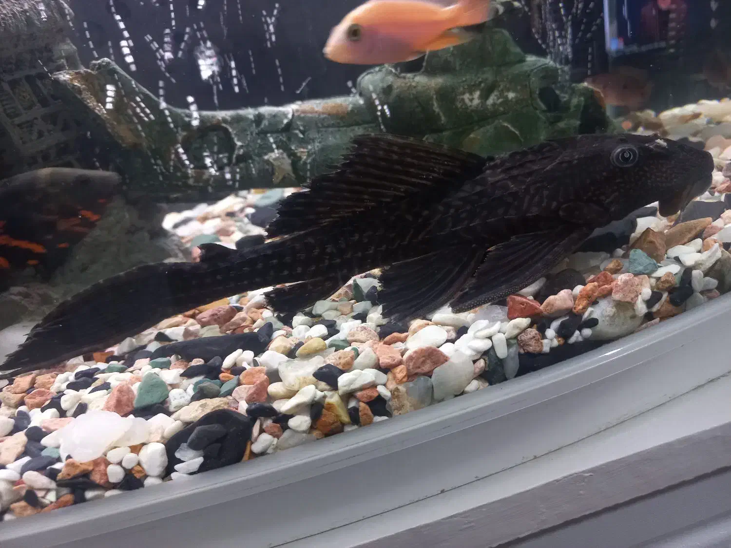 ماهی آکواریومی لجنخوار|ماهی|رشت, فرزانه|دیوار