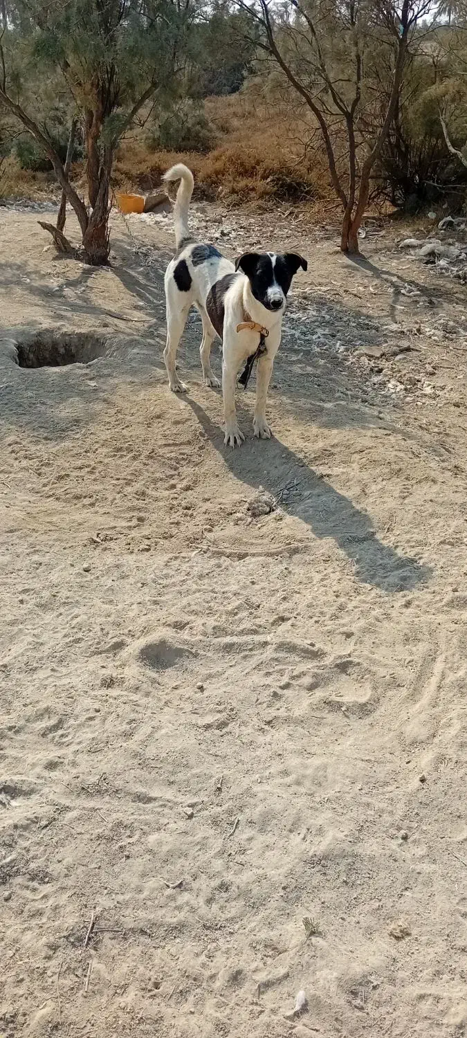 واگذاری سگ|سگ|بندر ماهشهر, |دیوار