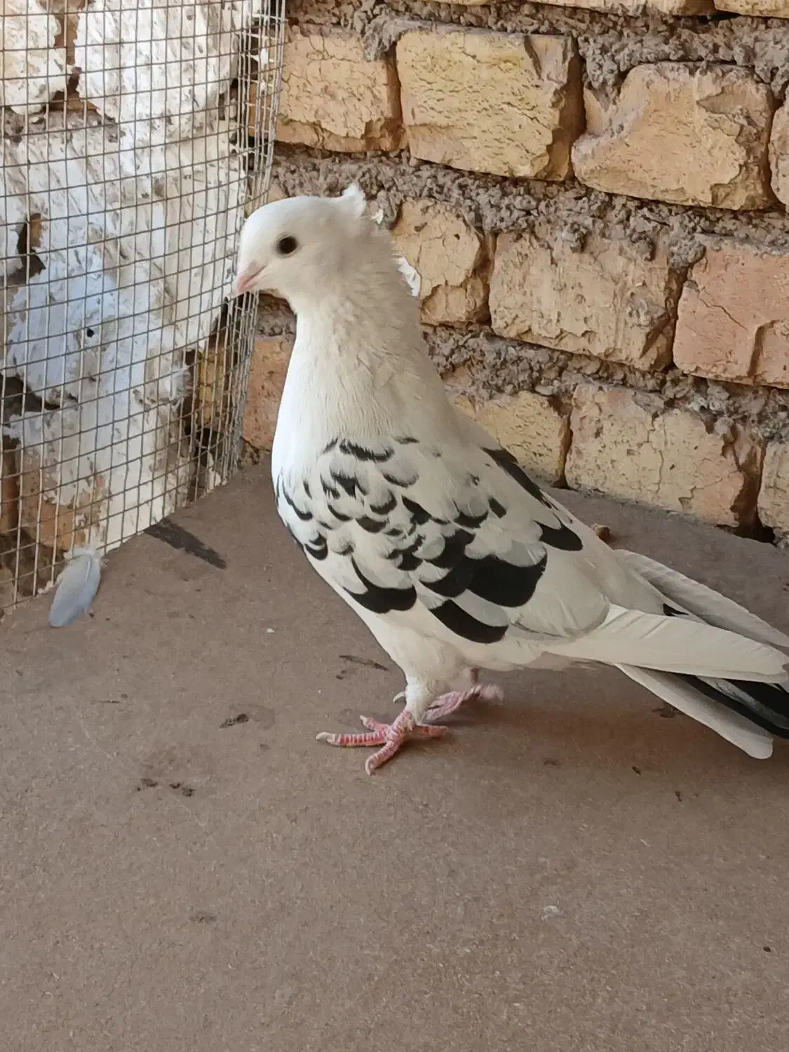 کفتر.تهرونی.زینتی.فاشهای|پرنده|خمینیشهر, |دیوار