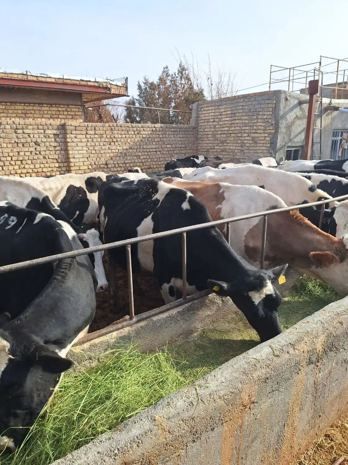 سلام۲۰رسگاو شیریبهفروشمیرسد|حیوانات مزرعه|فامنین, |دیوار