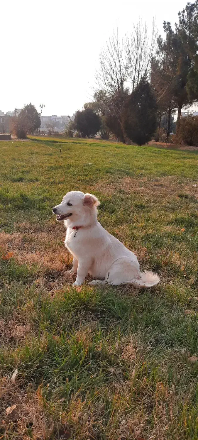 توله سگ|سگ|میاندوآب, |دیوار