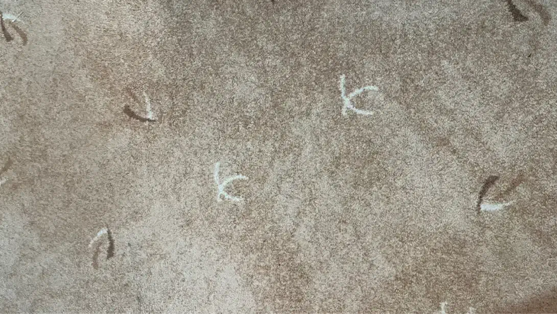 موکت پرز متوسط|موکت|بندرعباس, |دیوار