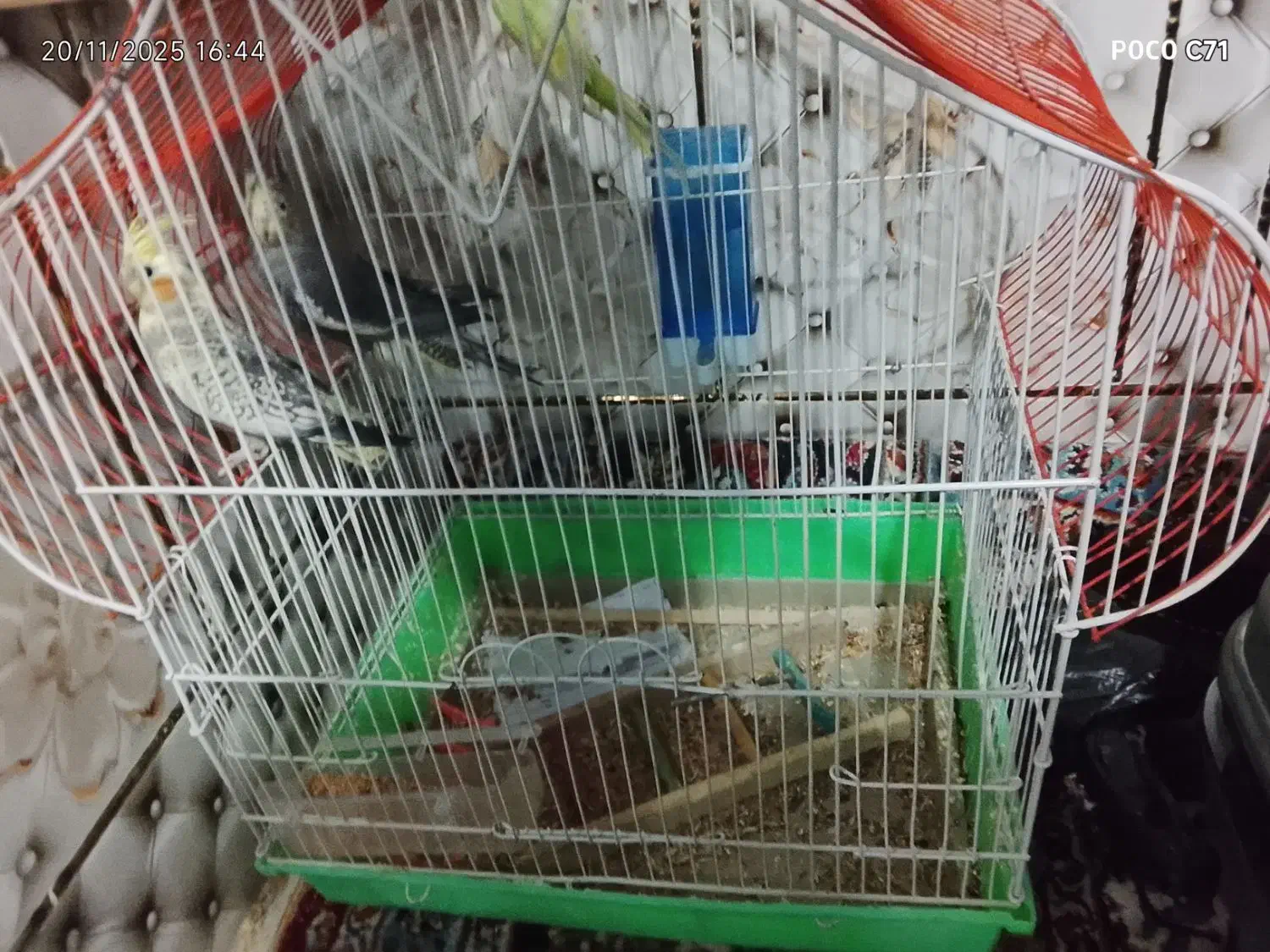 عروس هلندی|پرنده|میرجاوه, |دیوار