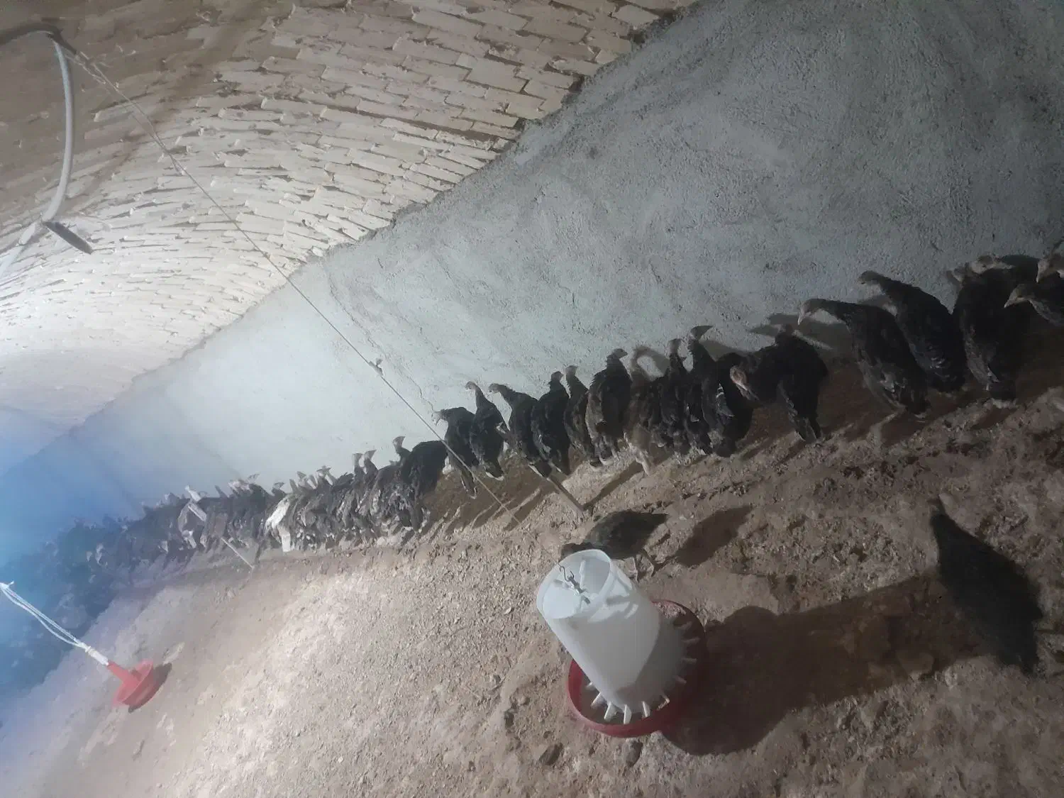 بوقلموجوجه|حیوانات مزرعه|همدان, |دیوار